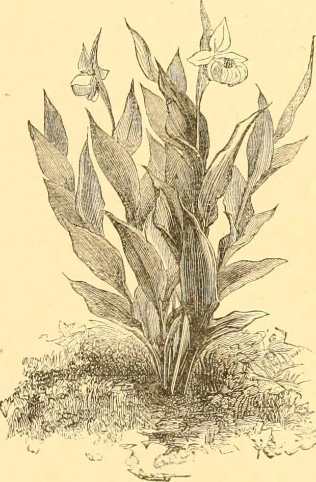 An illustration from L'art des jardins. Parcs--jardins--promenades--étude historique--principles de la composition des jardins--plantations--décoration pittoresque et artistique des parcs et jardins publics; traité pratique et didactique, 1886, leaf 209