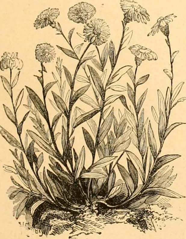 An illustration from L'art des jardins. Parcs--jardins--promenades--étude historique--principles de la composition des jardins--plantations--décoration pittoresque et artistique des parcs et jardins publics; traité pratique et didactique, 1886, leaf 210