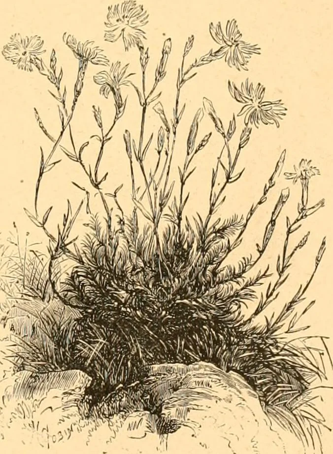 An illustration from L'art des jardins. Parcs--jardins--promenades--étude historique--principles de la composition des jardins--plantations--décoration pittoresque et artistique des parcs et jardins publics; traité pratique et didactique, 1886, leaf 210