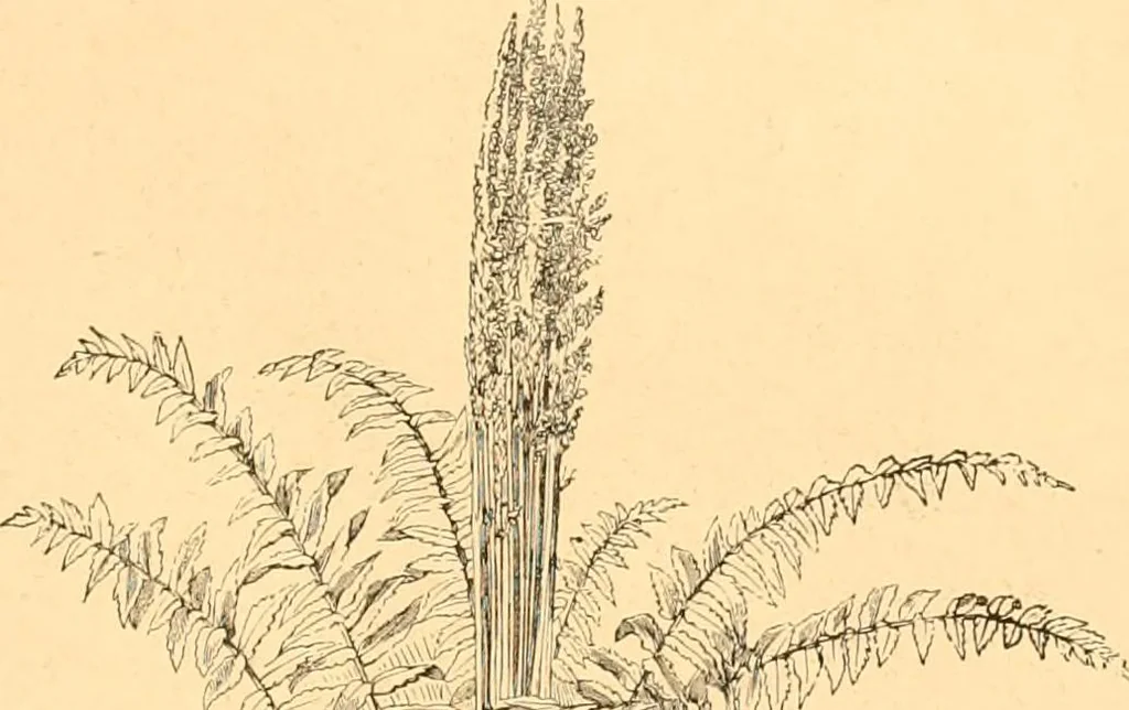 An illustration from L'art des jardins. Parcs--jardins--promenades--étude historique--principles de la composition des jardins--plantations--décoration pittoresque et artistique des parcs et jardins publics; traité pratique et didactique, 1886, leaf 212