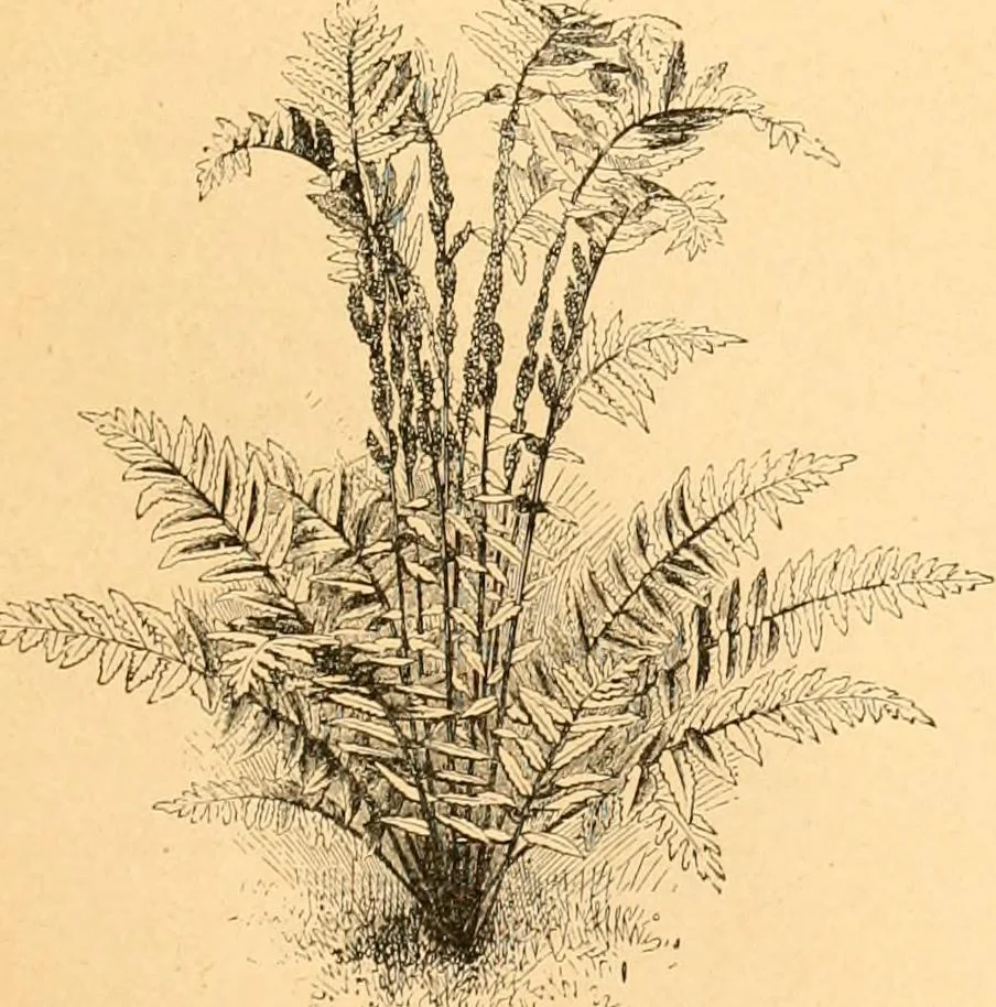 An illustration from L'art des jardins. Parcs--jardins--promenades--étude historique--principles de la composition des jardins--plantations--décoration pittoresque et artistique des parcs et jardins publics; traité pratique et didactique, 1886, leaf 212