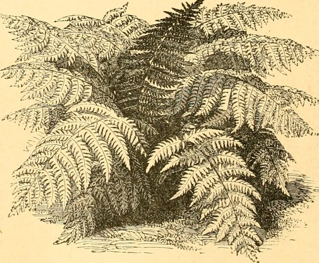 An illustration from L'art des jardins. Parcs--jardins--promenades--étude historique--principles de la composition des jardins--plantations--décoration pittoresque et artistique des parcs et jardins publics; traité pratique et didactique, 1886, leaf 213
