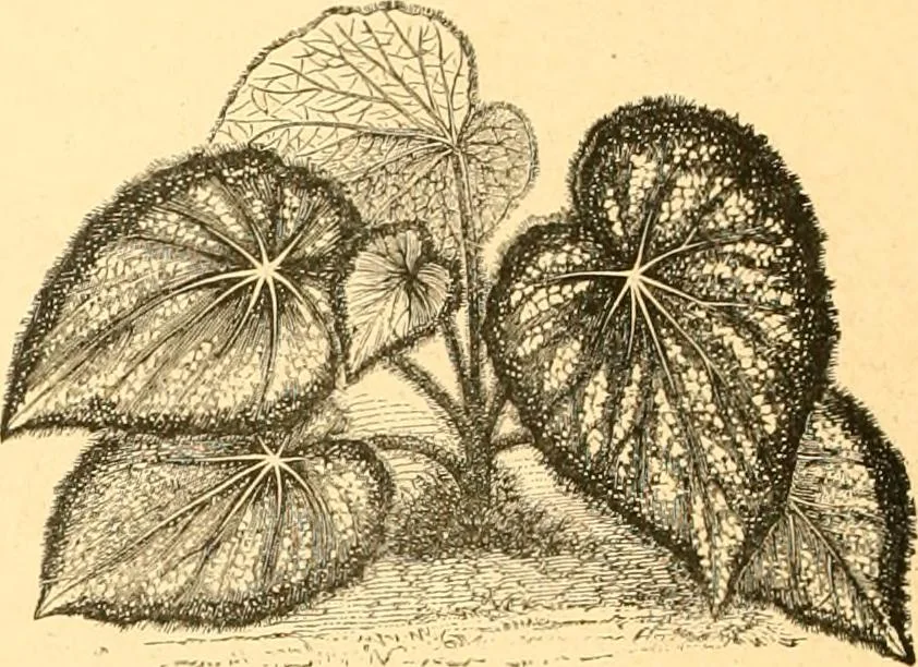 An illustration from L'art des jardins. Parcs--jardins--promenades--étude historique--principles de la composition des jardins--plantations--décoration pittoresque et artistique des parcs et jardins publics; traité pratique et didactique, 1886, leaf 215