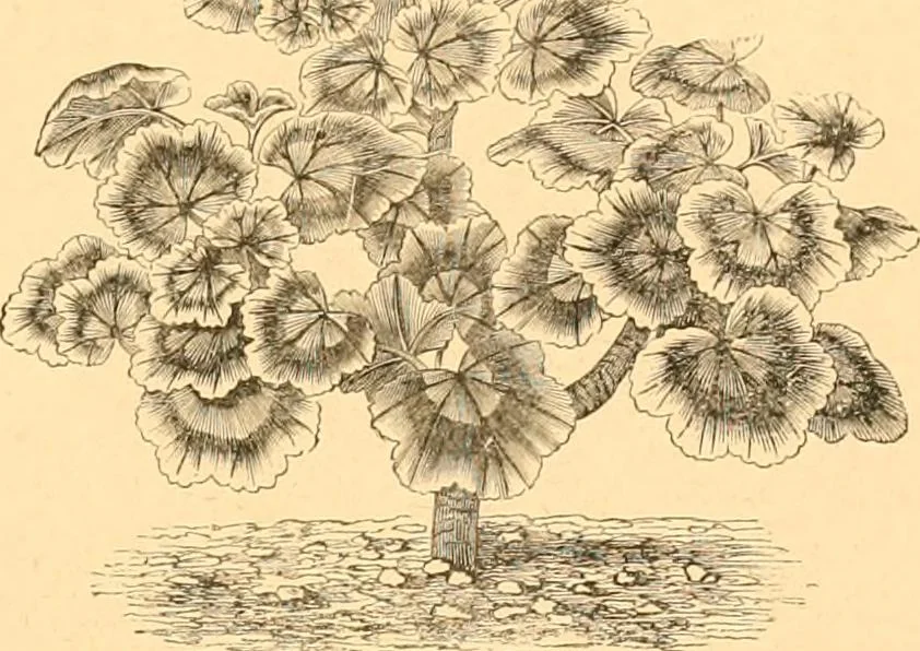 An illustration from L'art des jardins. Parcs--jardins--promenades--étude historique--principles de la composition des jardins--plantations--décoration pittoresque et artistique des parcs et jardins publics; traité pratique et didactique, 1886, leaf 216