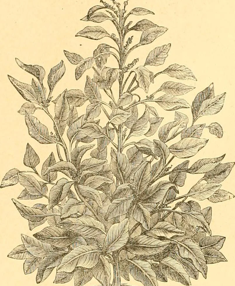 An illustration from L'art des jardins. Parcs--jardins--promenades--étude historique--principles de la composition des jardins--plantations--décoration pittoresque et artistique des parcs et jardins publics; traité pratique et didactique, 1886, leaf 219