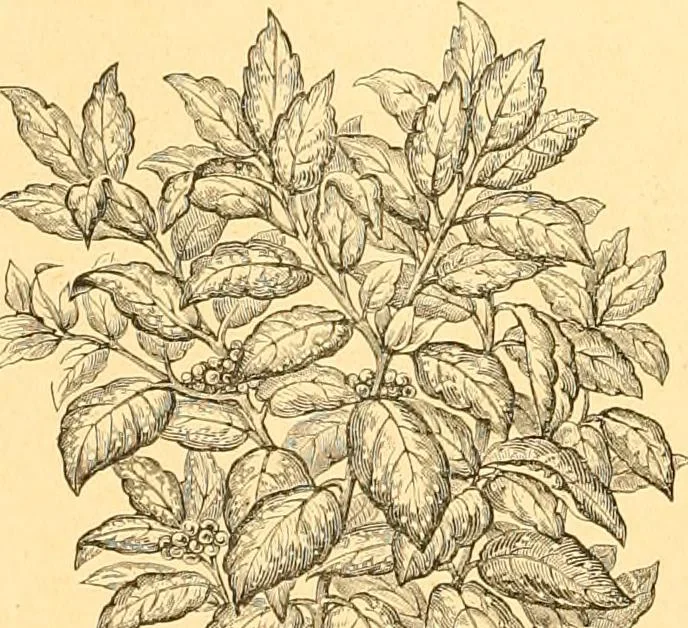 An illustration from L'art des jardins. Parcs--jardins--promenades--étude historique--principles de la composition des jardins--plantations--décoration pittoresque et artistique des parcs et jardins publics; traité pratique et didactique, 1886, leaf 219
