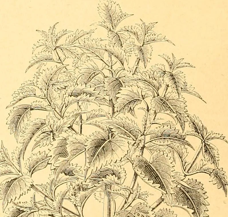 An illustration from L'art des jardins. Parcs--jardins--promenades--étude historique--principles de la composition des jardins--plantations--décoration pittoresque et artistique des parcs et jardins publics; traité pratique et didactique, 1886, leaf 219
