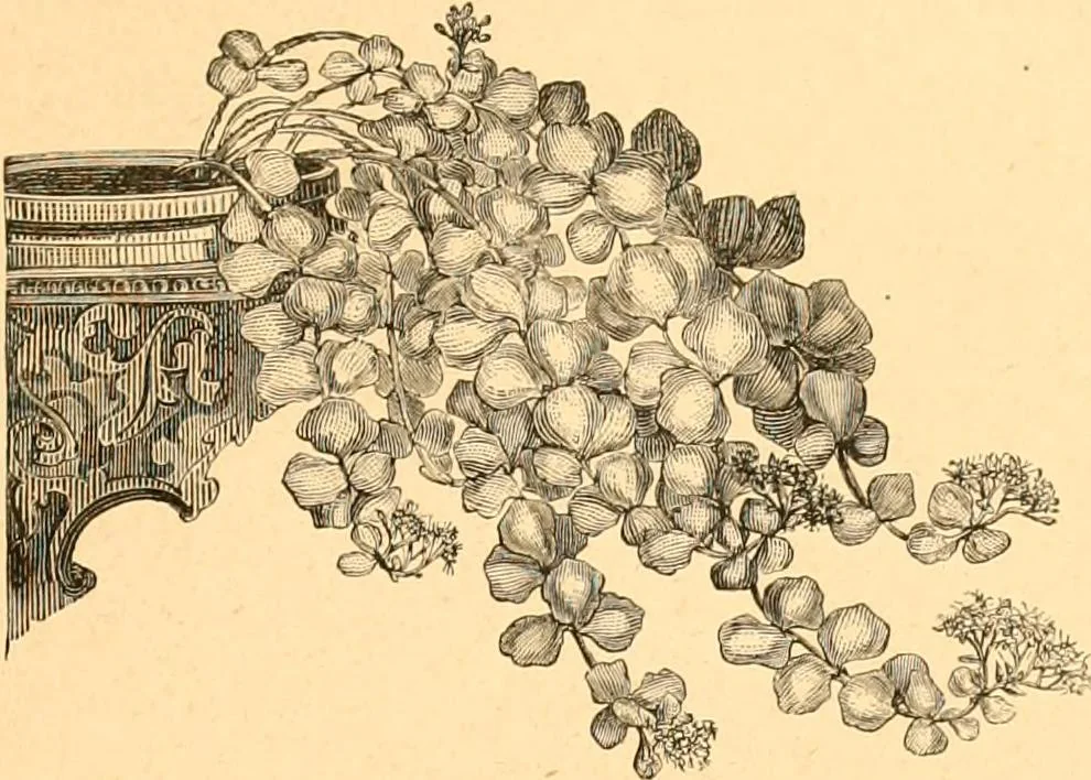 An illustration from L'art des jardins. Parcs--jardins--promenades--étude historique--principles de la composition des jardins--plantations--décoration pittoresque et artistique des parcs et jardins publics; traité pratique et didactique, 1886, leaf 220