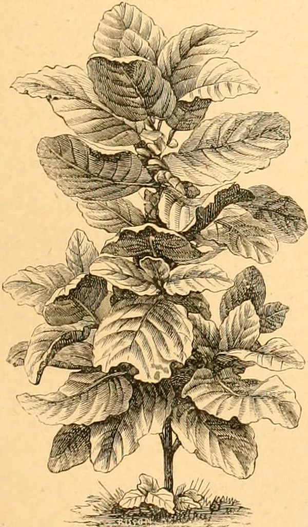 An illustration from L'art des jardins. Parcs--jardins--promenades--étude historique--principles de la composition des jardins--plantations--décoration pittoresque et artistique des parcs et jardins publics; traité pratique et didactique, 1886, leaf 220