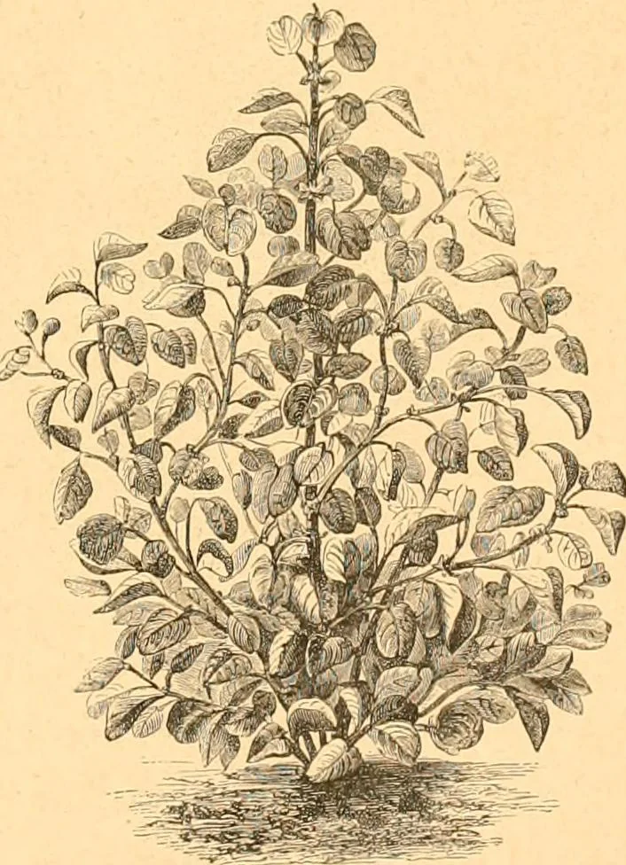 An illustration from L'art des jardins. Parcs--jardins--promenades--étude historique--principles de la composition des jardins--plantations--décoration pittoresque et artistique des parcs et jardins publics; traité pratique et didactique, 1886, leaf 220
