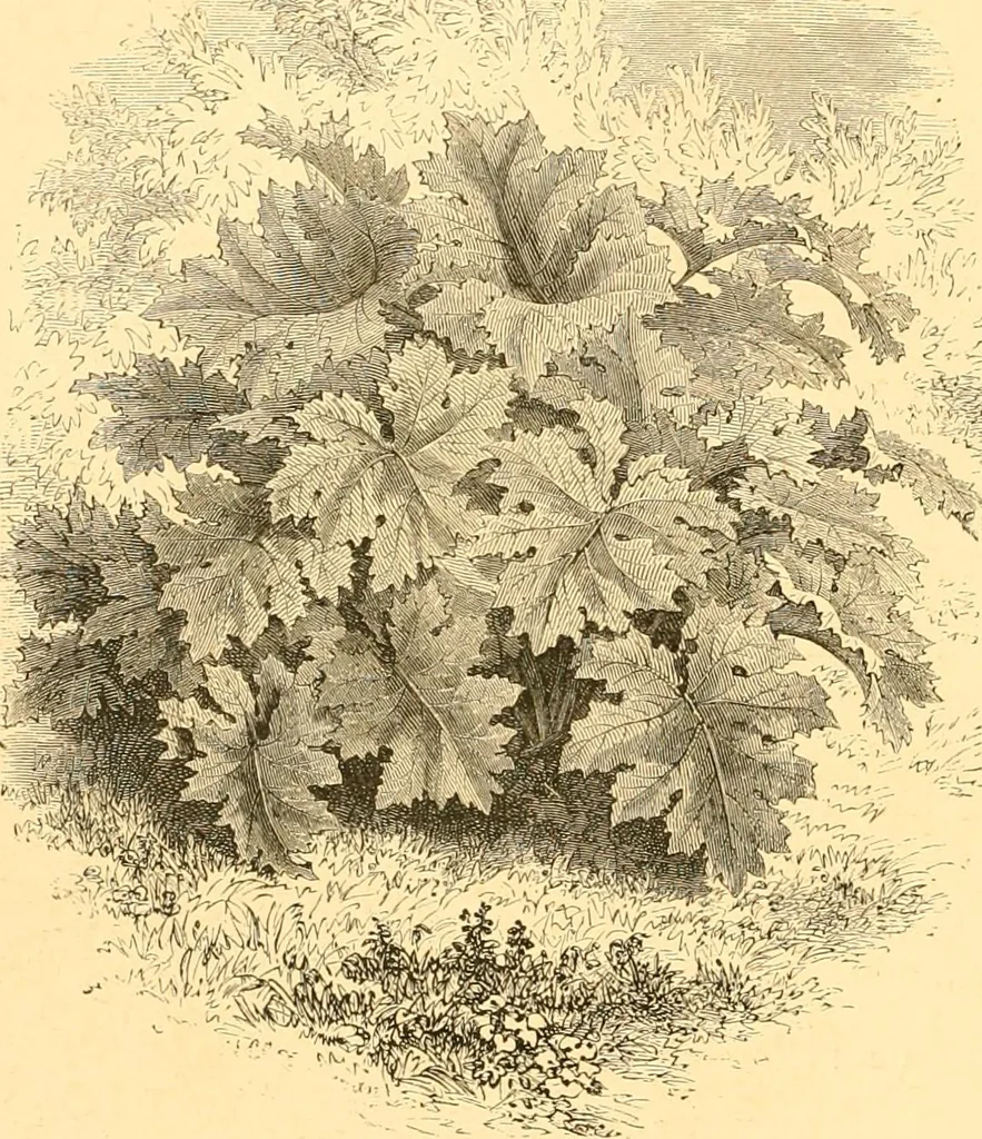 An illustration from L'art des jardins. Parcs--jardins--promenades--étude historique--principles de la composition des jardins--plantations--décoration pittoresque et artistique des parcs et jardins publics; traité pratique et didactique, 1886, leaf 221