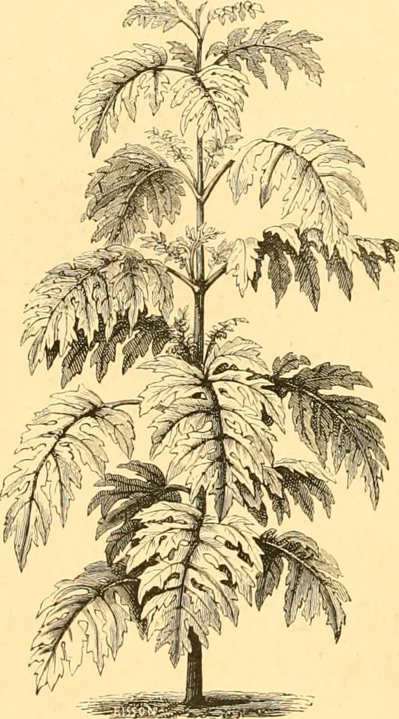 An illustration from L'art des jardins. Parcs--jardins--promenades--étude historique--principles de la composition des jardins--plantations--décoration pittoresque et artistique des parcs et jardins publics; traité pratique et didactique, 1886, leaf 223