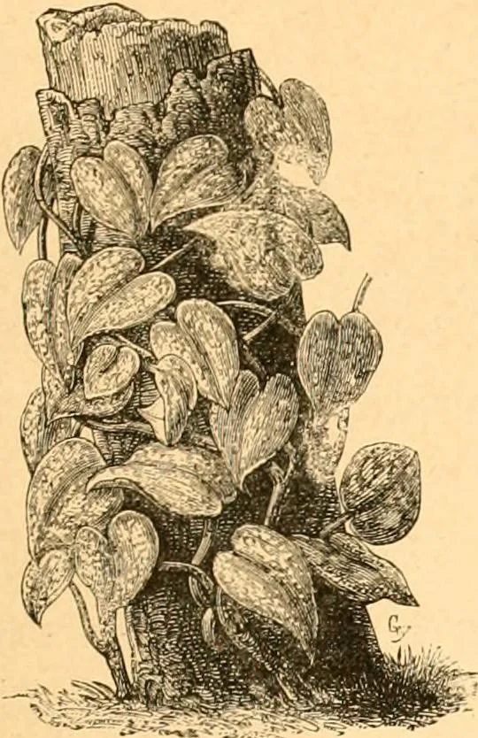 An illustration from L'art des jardins. Parcs--jardins--promenades--étude historique--principles de la composition des jardins--plantations--décoration pittoresque et artistique des parcs et jardins publics; traité pratique et didactique, 1886, leaf 224