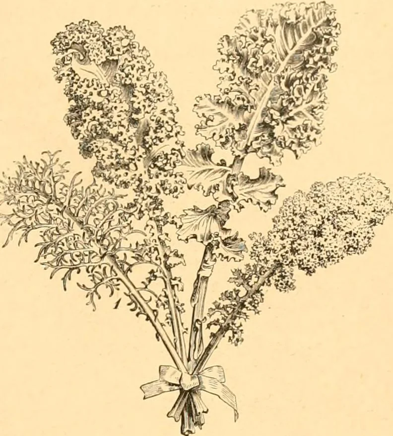 An illustration from L'art des jardins. Parcs--jardins--promenades--étude historique--principles de la composition des jardins--plantations--décoration pittoresque et artistique des parcs et jardins publics; traité pratique et didactique, 1886, leaf 224