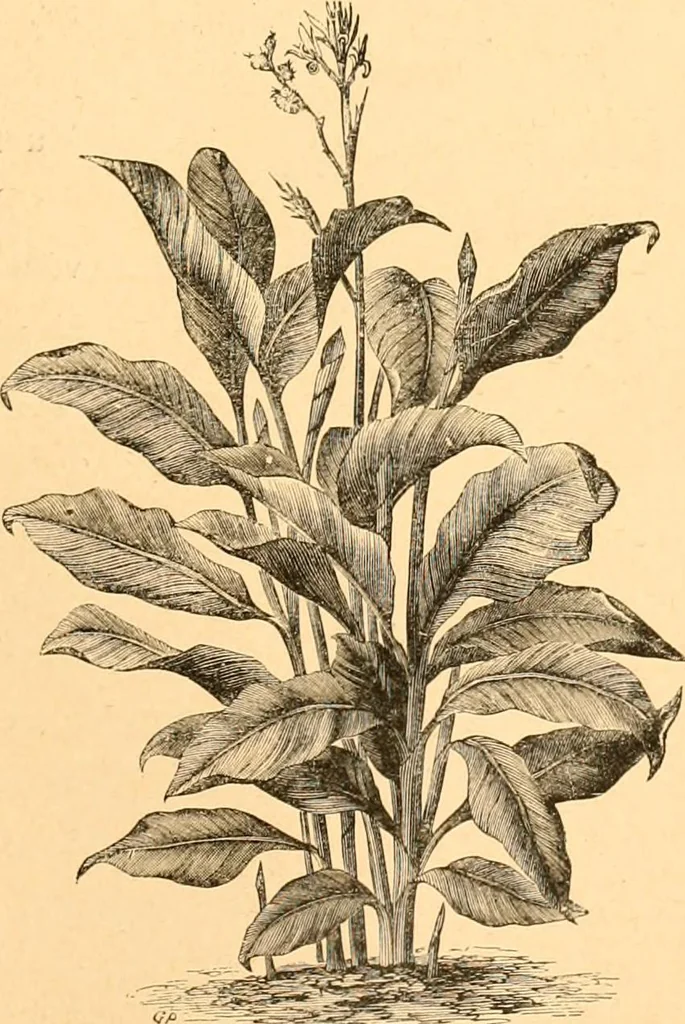 An illustration from L'art des jardins. Parcs--jardins--promenades--étude historique--principles de la composition des jardins--plantations--décoration pittoresque et artistique des parcs et jardins publics; traité pratique et didactique, 1886, leaf 224