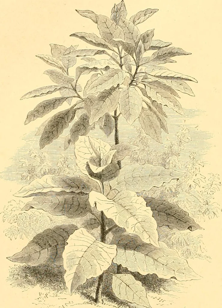 An illustration from L'art des jardins. Parcs--jardins--promenades--étude historique--principles de la composition des jardins--plantations--décoration pittoresque et artistique des parcs et jardins publics; traité pratique et didactique, 1886, leaf 225