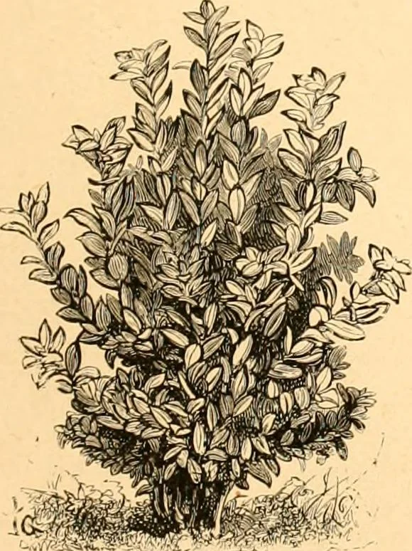 An illustration from L'art des jardins. Parcs--jardins--promenades--étude historique--principles de la composition des jardins--plantations--décoration pittoresque et artistique des parcs et jardins publics; traité pratique et didactique, 1886, leaf 226
