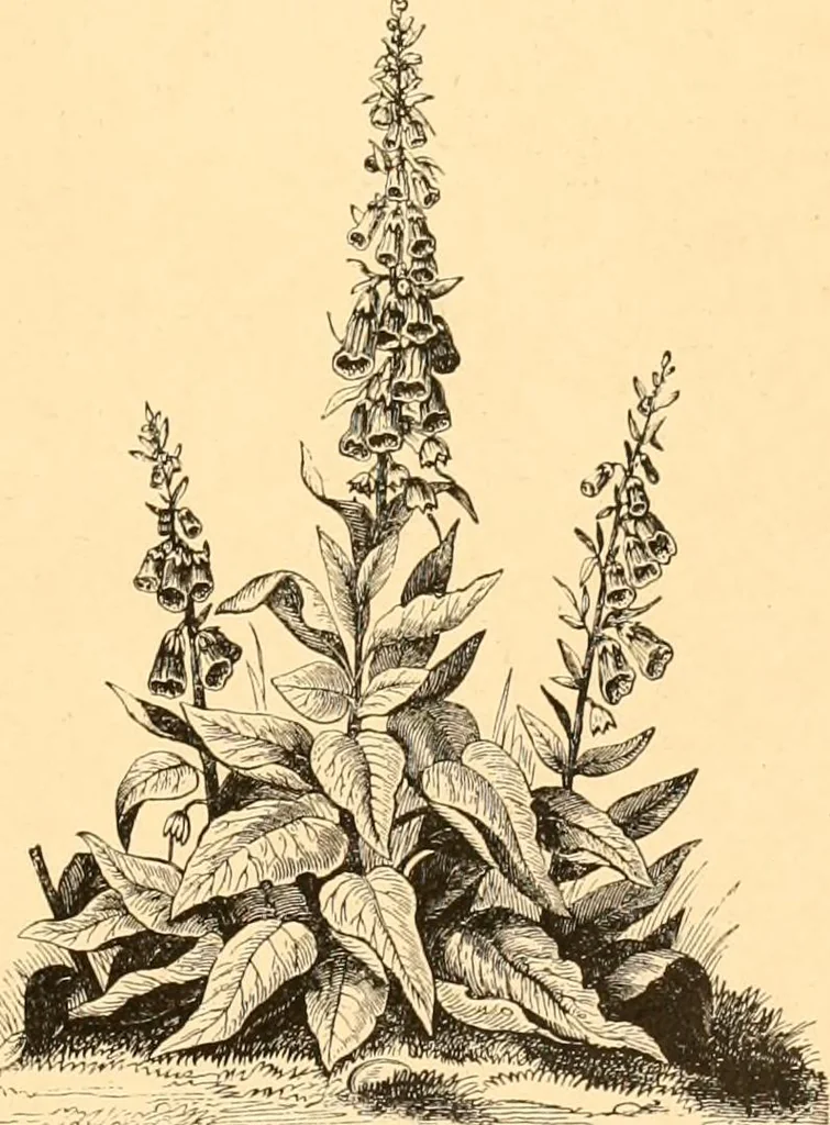 An illustration from L'art des jardins. Parcs--jardins--promenades--étude historique--principles de la composition des jardins--plantations--décoration pittoresque et artistique des parcs et jardins publics; traité pratique et didactique, 1886, leaf 226