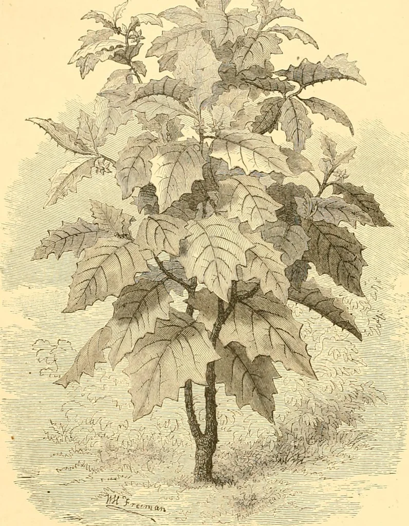 An illustration from L'art des jardins. Parcs--jardins--promenades--étude historique--principles de la composition des jardins--plantations--décoration pittoresque et artistique des parcs et jardins publics; traité pratique et didactique, 1886, leaf 227