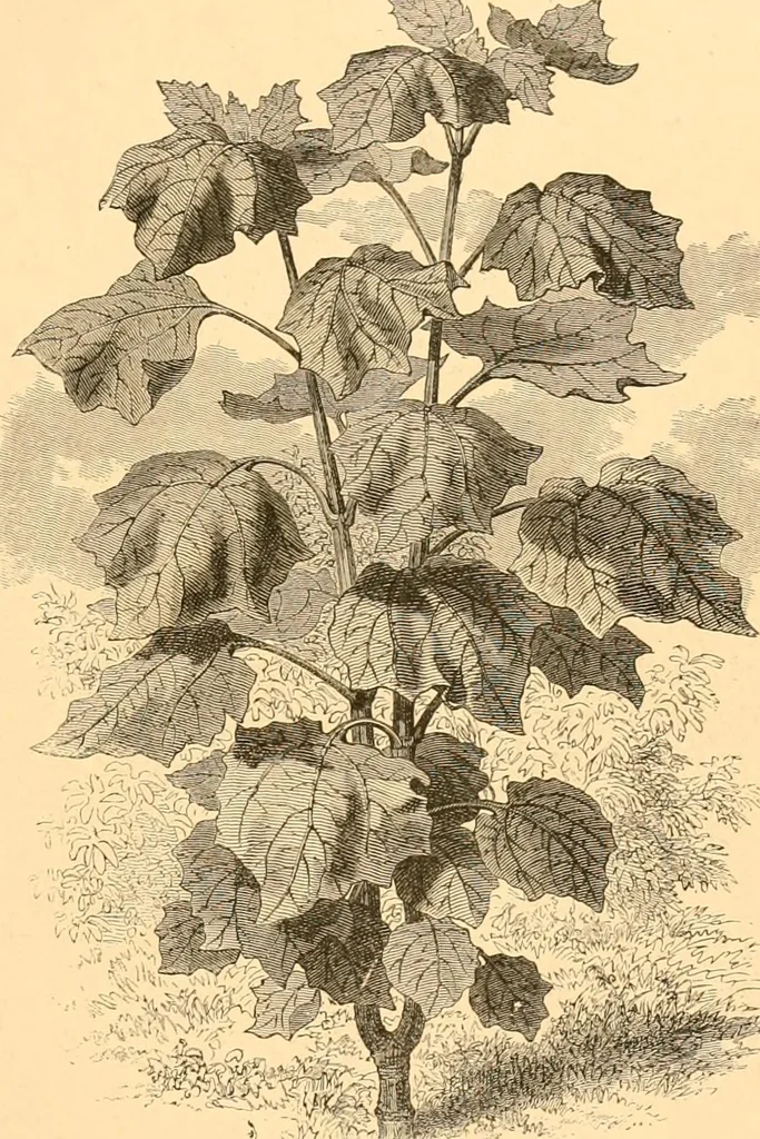 An illustration from L'art des jardins. Parcs--jardins--promenades--étude historique--principles de la composition des jardins--plantations--décoration pittoresque et artistique des parcs et jardins publics; traité pratique et didactique, 1886, leaf 228
