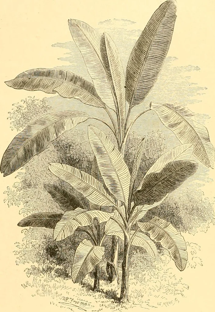 An illustration from L'art des jardins. Parcs--jardins--promenades--étude historique--principles de la composition des jardins--plantations--décoration pittoresque et artistique des parcs et jardins publics; traité pratique et didactique, 1886, leaf 229