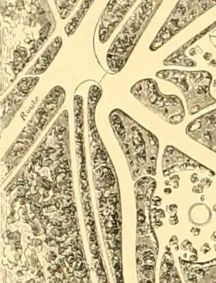 An illustration from L'art des jardins. Parcs--jardins--promenades--étude historique--principles de la composition des jardins--plantations--décoration pittoresque et artistique des parcs et jardins publics; traité pratique et didactique, 1886, leaf 237