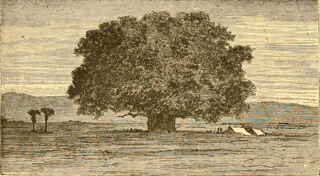 An illustration from L'art des jardins. Parcs--jardins--promenades--étude historique--principles de la composition des jardins--plantations--décoration pittoresque et artistique des parcs et jardins publics; traité pratique et didactique, 1886, leaf 25
