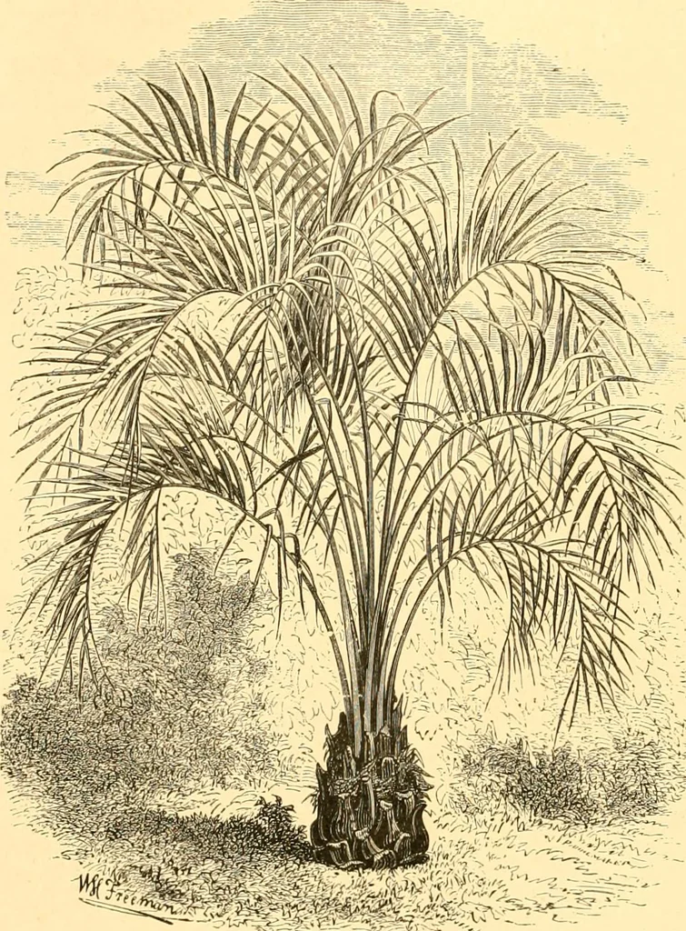 An illustration from L'art des jardins. Parcs--jardins--promenades--étude historique--principles de la composition des jardins--plantations--décoration pittoresque et artistique des parcs et jardins publics; traité pratique et didactique, 1886, leaf 251