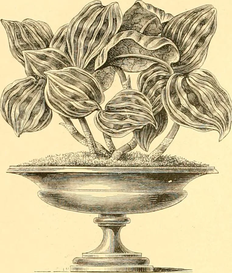 An illustration from L'art des jardins. Parcs--jardins--promenades--étude historique--principles de la composition des jardins--plantations--décoration pittoresque et artistique des parcs et jardins publics; traité pratique et didactique, 1886, leaf 255