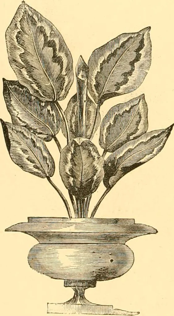 An illustration from L'art des jardins. Parcs--jardins--promenades--étude historique--principles de la composition des jardins--plantations--décoration pittoresque et artistique des parcs et jardins publics; traité pratique et didactique, 1886, leaf 255