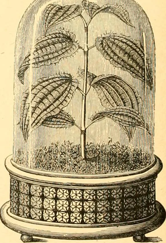 An illustration from L'art des jardins. Parcs--jardins--promenades--étude historique--principles de la composition des jardins--plantations--décoration pittoresque et artistique des parcs et jardins publics; traité pratique et didactique, 1886, leaf 255