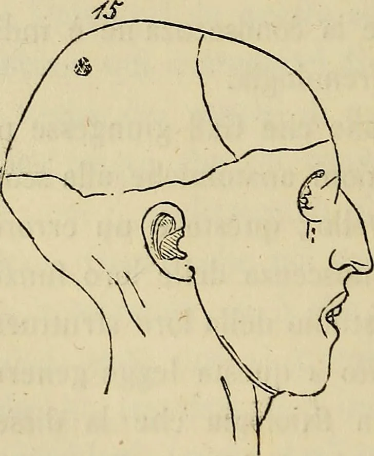 An illustration from L'arte de conoscere gli uomini : il piccolo Lavater e Dottor Gall, 1865, leaf 171
