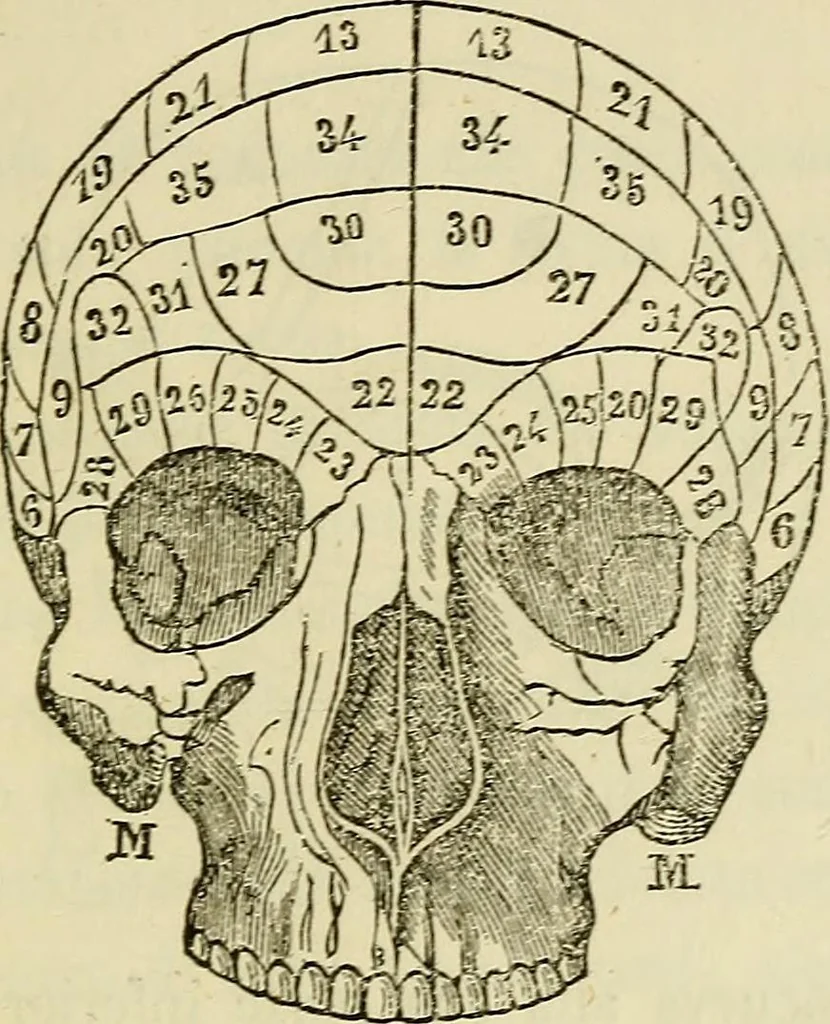 An illustration from L'arte de conoscere gli uomini : il piccolo Lavater e Dottor Gall, 1865, leaf 172