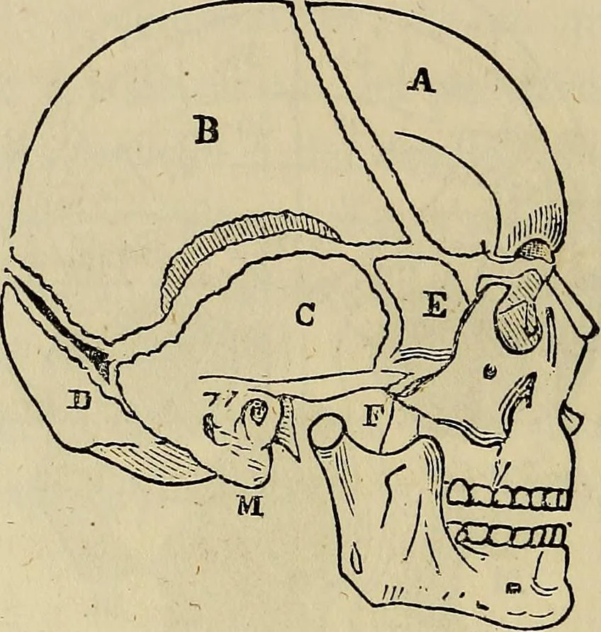 An illustration from L'arte de conoscere gli uomini : il piccolo Lavater e Dottor Gall, 1865, leaf 173