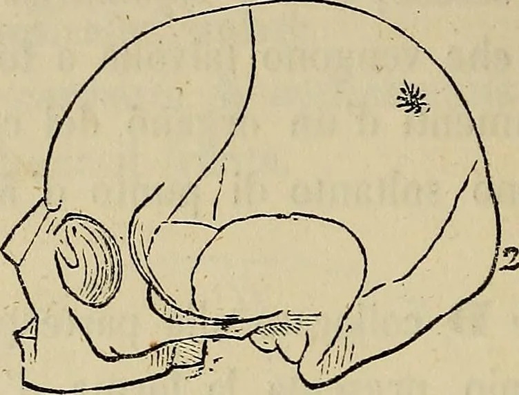 An illustration from L'arte de conoscere gli uomini : il piccolo Lavater e Dottor Gall, 1865, leaf 175