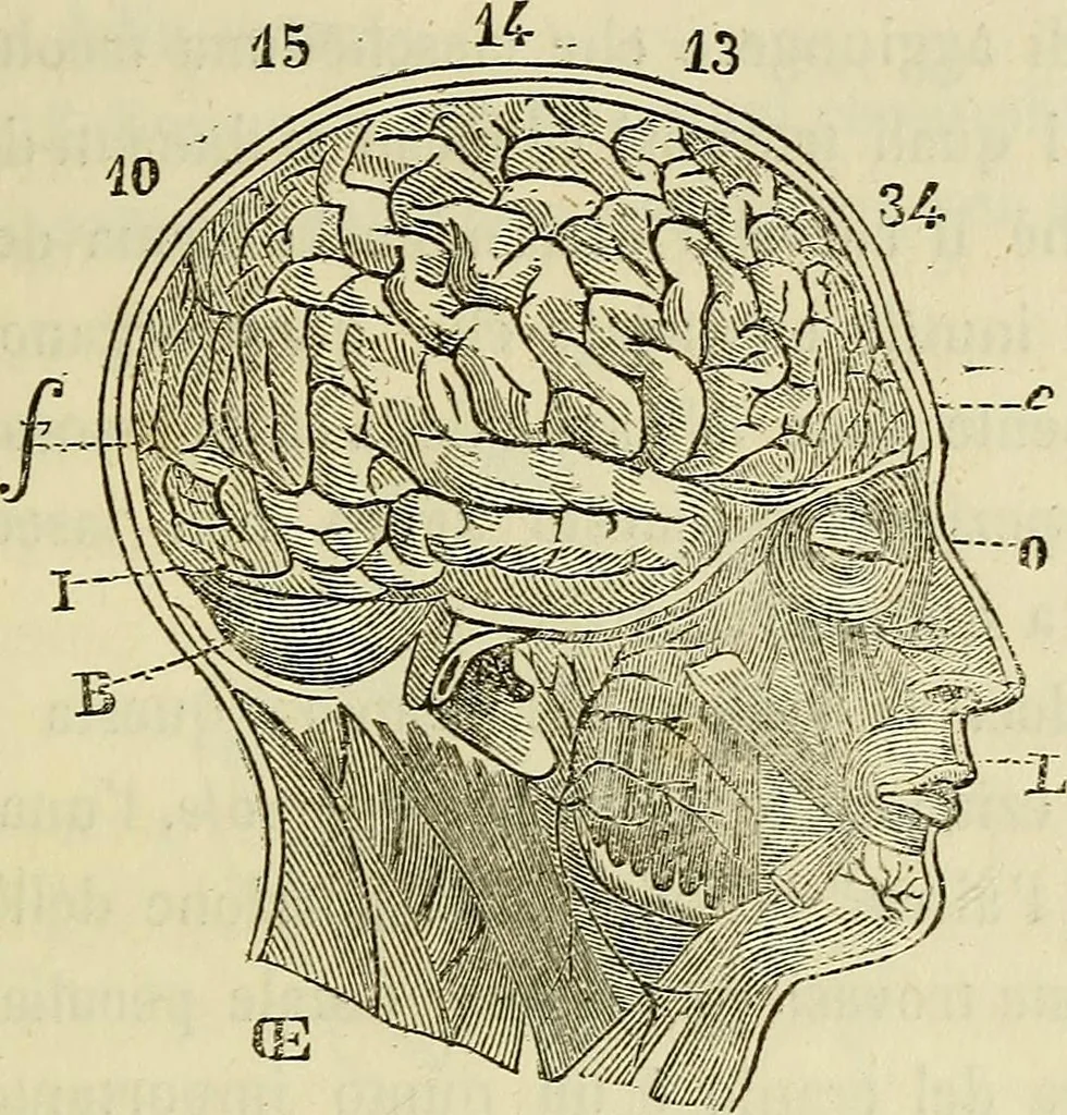 An illustration from L'arte de conoscere gli uomini : il piccolo Lavater e Dottor Gall, 1865, leaf 178