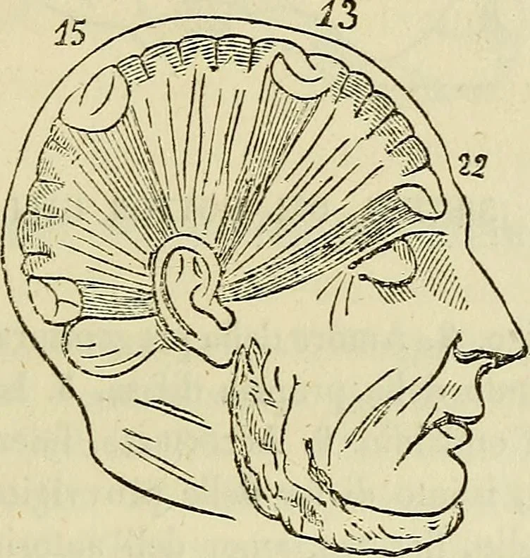 An illustration from L'arte de conoscere gli uomini : il piccolo Lavater e Dottor Gall, 1865, leaf 180