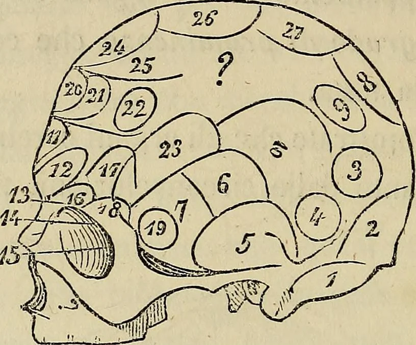 An illustration from L'arte de conoscere gli uomini : il piccolo Lavater e Dottor Gall, 1865, leaf 181
