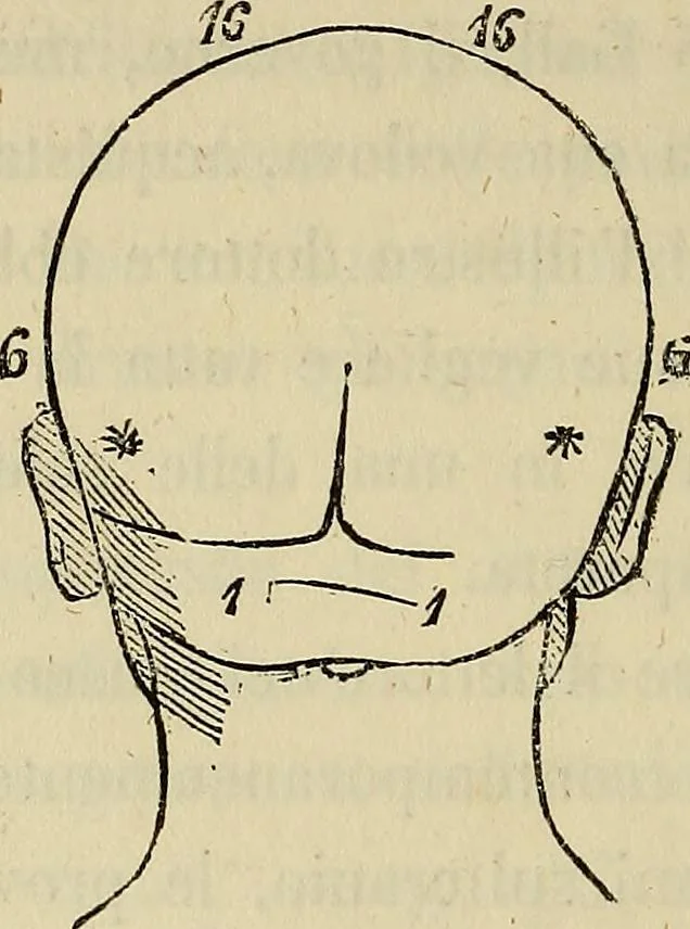 An illustration from L'arte de conoscere gli uomini : il piccolo Lavater e Dottor Gall, 1865, leaf 185