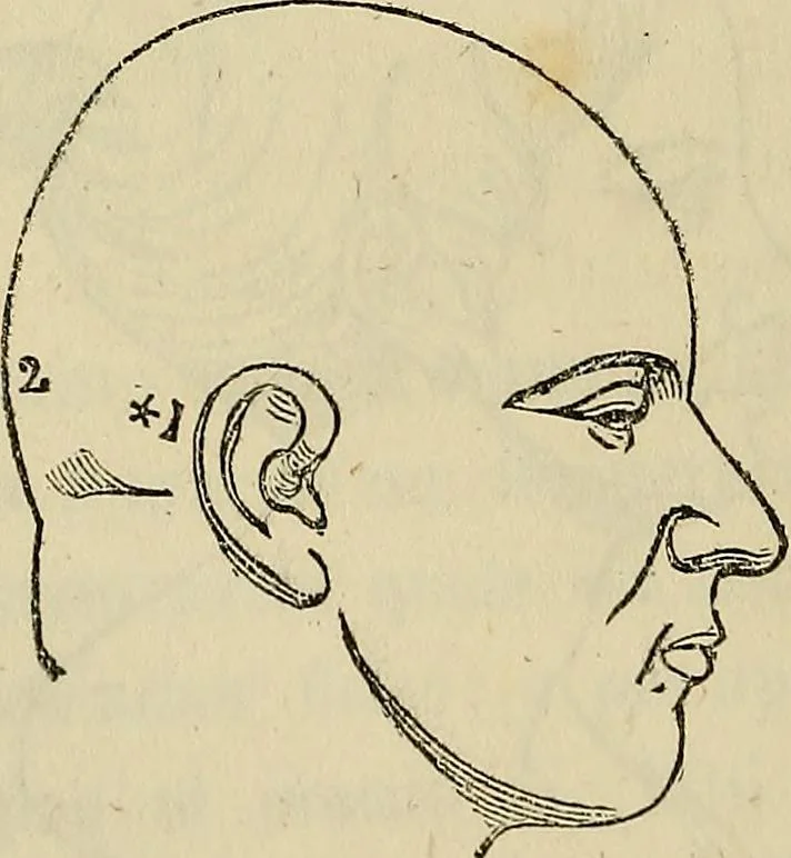 An illustration from L'arte de conoscere gli uomini : il piccolo Lavater e Dottor Gall, 1865, leaf 187