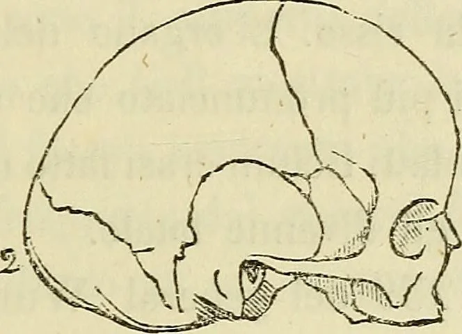 An illustration from L'arte de conoscere gli uomini : il piccolo Lavater e Dottor Gall, 1865, leaf 188