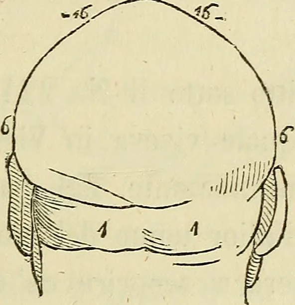 An illustration from L'arte de conoscere gli uomini : il piccolo Lavater e Dottor Gall, 1865, leaf 192
