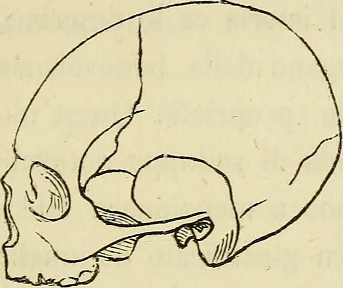 An illustration from L'arte de conoscere gli uomini : il piccolo Lavater e Dottor Gall, 1865, leaf 194