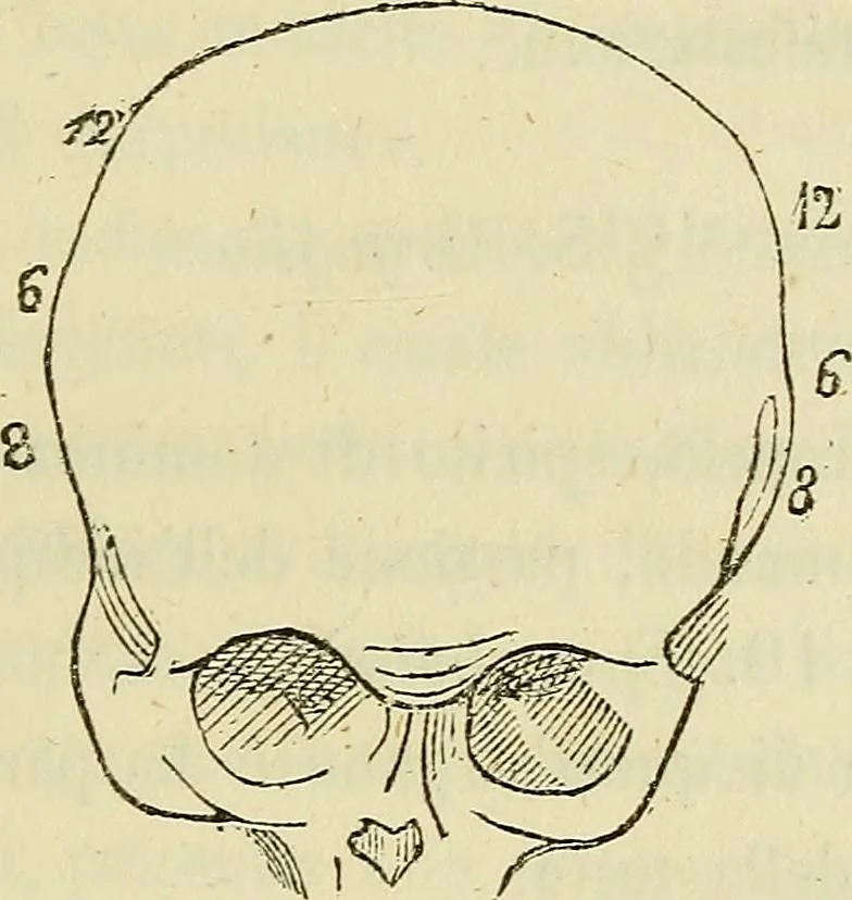 An illustration from L'arte de conoscere gli uomini : il piccolo Lavater e Dottor Gall, 1865, leaf 196