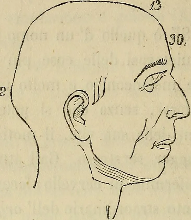 An illustration from L'arte de conoscere gli uomini : il piccolo Lavater e Dottor Gall, 1865, leaf 201