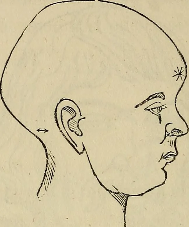 An illustration from L'arte de conoscere gli uomini : il piccolo Lavater e Dottor Gall, 1865, leaf 203
