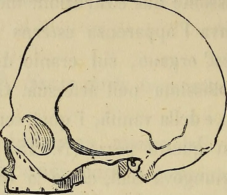An illustration from L'arte de conoscere gli uomini : il piccolo Lavater e Dottor Gall, 1865, leaf 211