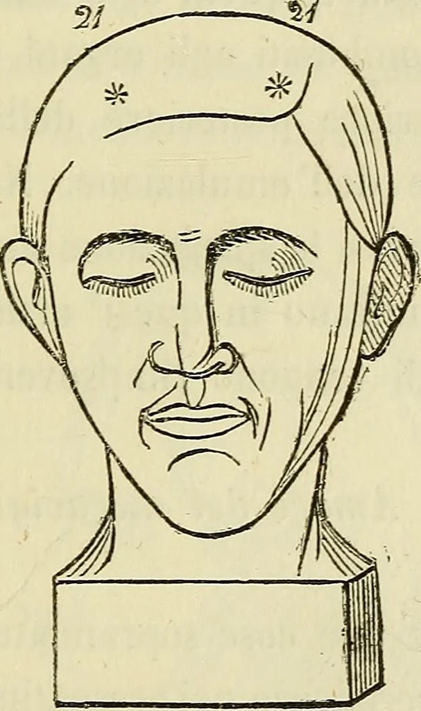 An illustration from L'arte de conoscere gli uomini : il piccolo Lavater e Dottor Gall, 1865, leaf 218