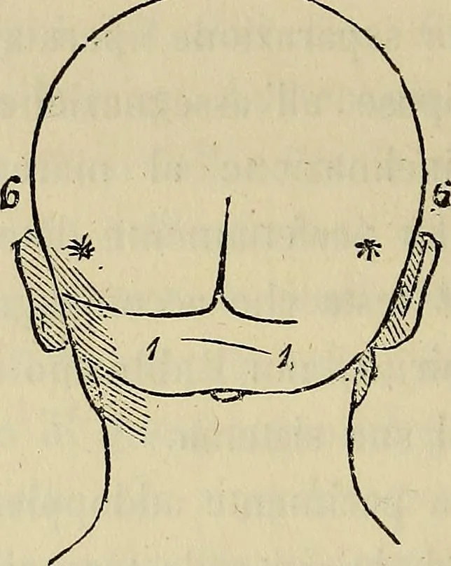 An illustration from L'arte de conoscere gli uomini : il piccolo Lavater e Dottor Gall, 1865, leaf 225