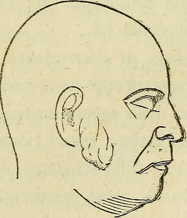 An illustration from L'arte de conoscere gli uomini : il piccolo Lavater e Dottor Gall, 1865, leaf 234